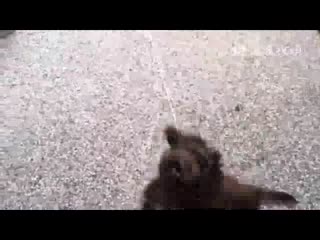 搞笑 当汪星人遇到吹叶机一秒变恐怖怪兽