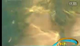 温泉鱼煲味传奇新闻很奇怪我们都爱你