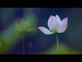 中国十大名花【水中芙蓉荷花】
