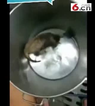 当四川哥们遇上不会捉老鼠的猫