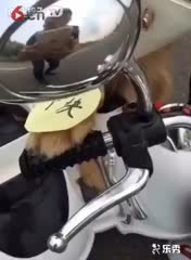 人比狗坏