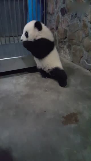 生气想打架却卖了萌