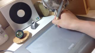 主人画画不理牠 猫头鹰一秒变萌物