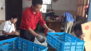 豚鼠养殖视频