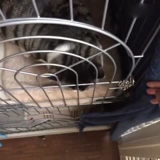 天天就知道吃睡玩的小生物