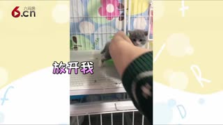 这只小蓝猫简直萌死人 18.5.3