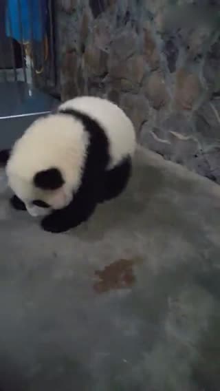 国宝太萌啦！