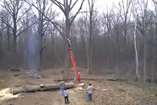 被自己蠢哭了！砍树被树干挂下来