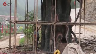 水泥仿枫树山门生态园