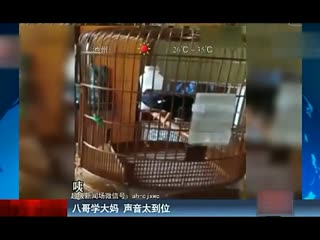 八哥学大妈 声音太到位