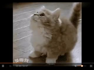 貓 萌圖