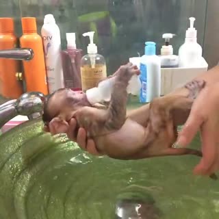 小小猴洗澡 萌翻了