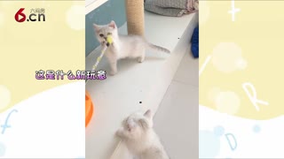 当小奶喵遇见逗猫棒 18.11.21