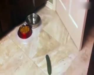 当喵星人遇到黄瓜