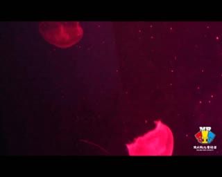 大人物儿童社会二月主题活动—“水母驾到”.wmv