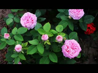 中国十大名花【花中皇后月季】