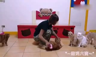 六只喵喵排队等主人梳毛，萌翻了