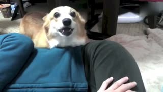 尽职尽责的柯基犬保护女主人