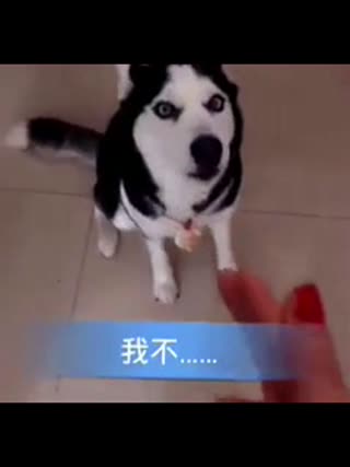 主人我还不想死