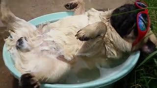铲屎君，你家的汪好舒坦啊