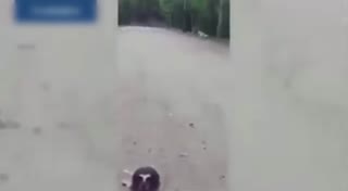 实拍美国一猫头鹰与巡警当街“对峙”瞬间