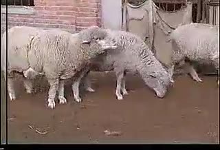 肉羊养殖场-肉羊繁殖技术-饲养管理技术.flv