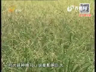 冻不死的大蒜