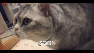 颤抖吧！当白老虎和狮子遇到猎物时