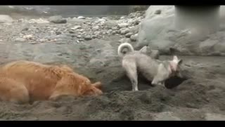 怪我脾气好