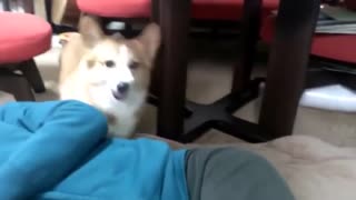 男主人假裝要打女主人，狗狗暴怒保护！