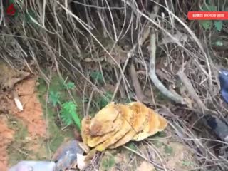 户外开怼野蜂蜜