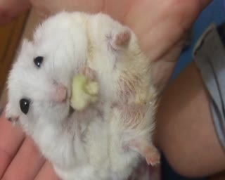 可爱仓鼠萌萌哒~