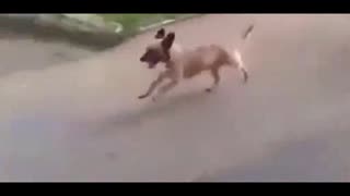  忠诚狗狗在追逐救护车上生病的主人一路到医院