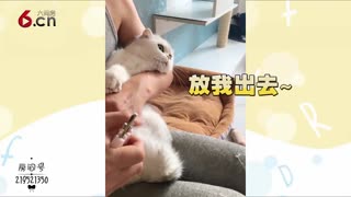 被剪指甲的猫咪要抓狂啦 18.10.22