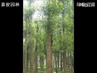 嘉俊绿化熟货香樟树 杀头香樟树 截杆香樟树