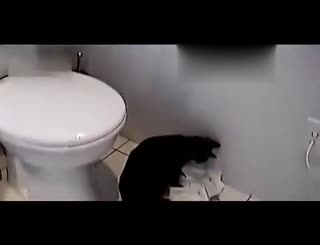 猫咪与厕纸那些事儿