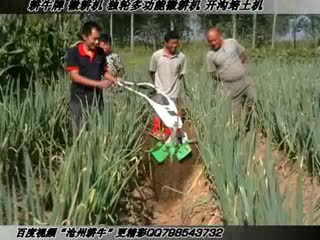大葱培土 