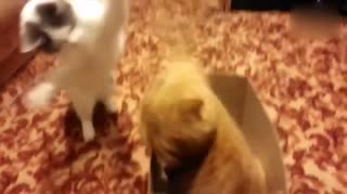 两猫大战