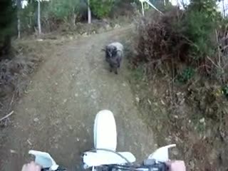 颤抖吧人类！现实版人兽较量