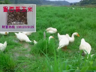 黑麦草养殖  江苏黑麦草养殖种子多少钱一斤.mp4