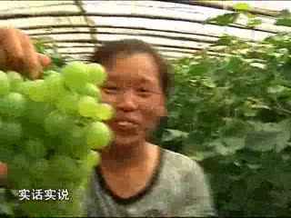 老新手的高价葡萄