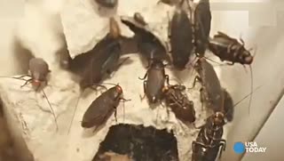 小强做宠物 神人卧室养20万蟑螂