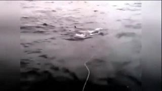 骑牛骑马见过 但霸气骑巨鲨冲浪你一定没看过