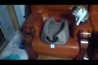 搞笑动物！大白猫钓小猫