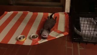 安逸的生活