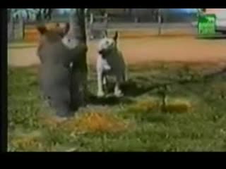 【马申科推荐】爆笑！小熊竟当众表演钢管舞给狗狗看