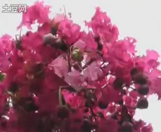 花开鸟叫片头中国歌最美3