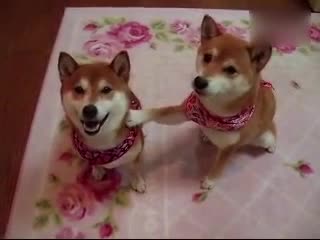 兄弟快看镜头 要拍照啦