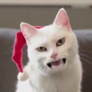 一首超洗脑的猫星人圣诞歌曲