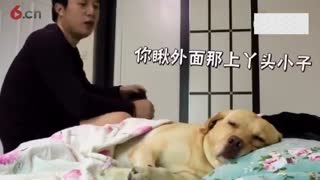 太会玩了！狗狗一脸生无可恋！影帝啊！！